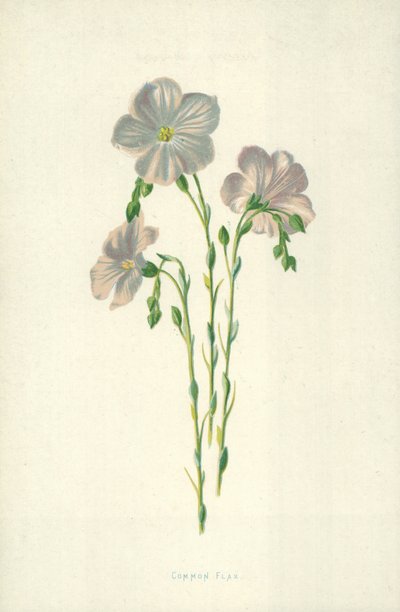亜麻 作： Frederick Edward Hulme