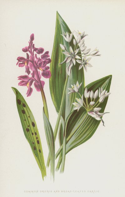 一般的な蘭と広葉ニンニク（chromolitho） 作： Frederick Edward Hulme