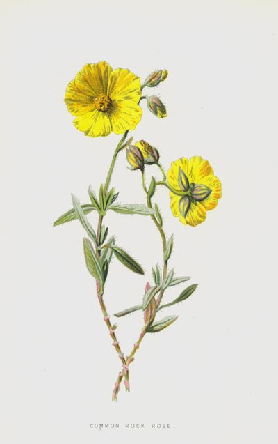 一般的なロックローズ（クロモリト） 作： Frederick Edward Hulme