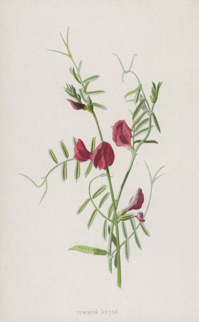 一般的なベッチ（クロモリト） 作： Frederick Edward Hulme