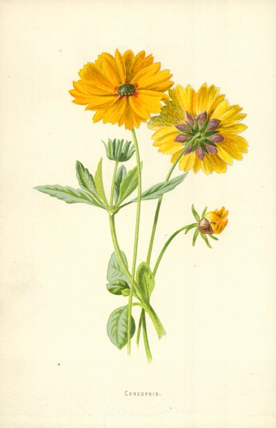 コアプシス 作： Frederick Edward Hulme