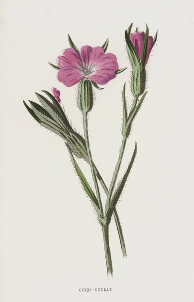 トウモロコシCockle（chromolitho） 作： Frederick Edward Hulme