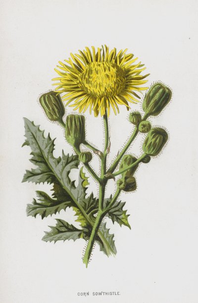 トウモロコシSowthistle（chromolitho） 作： Frederick Edward Hulme