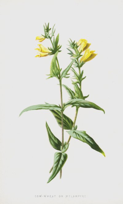 牛小麦またはMelampyre（クロモリト） 作： Frederick Edward Hulme