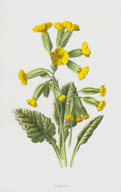 カウスリップ（クロモリト） 作： Frederick Edward Hulme