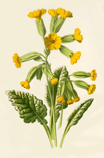 カウスリップ、1877年。 作： Frederick Edward Hulme