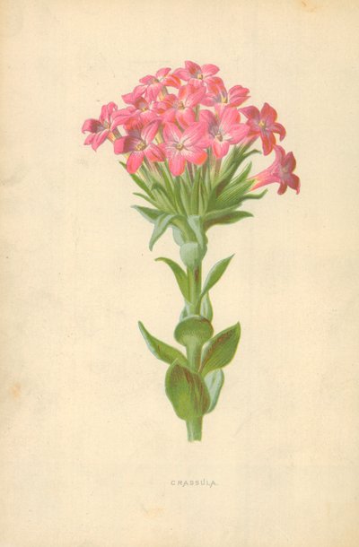 クラッスラ 作： Frederick Edward Hulme