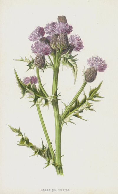 忍び寄るアザミ（クロモリト） 作： Frederick Edward Hulme