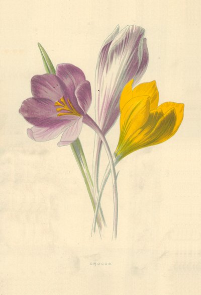 クロッカス 作： Frederick Edward Hulme
