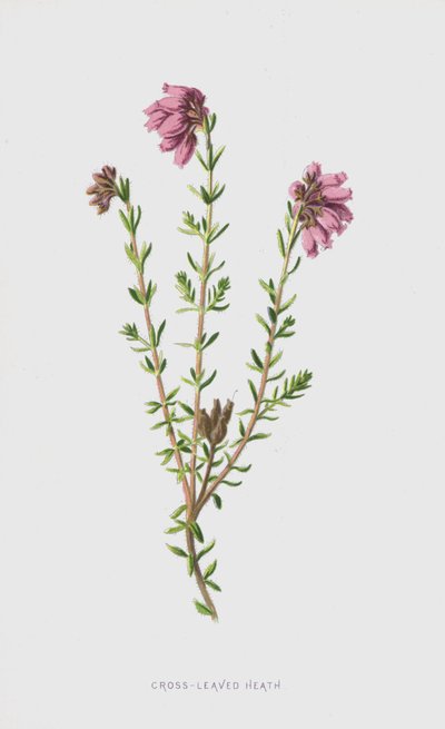 交差葉ヒース（クロモリト） 作： Frederick Edward Hulme