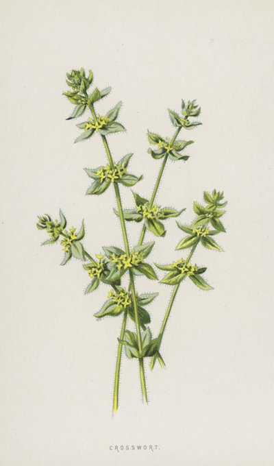 クロスワート（クロモリト） 作： Frederick Edward Hulme