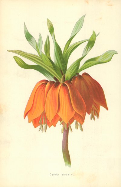 クラウンインペリアル 作： Frederick Edward Hulme