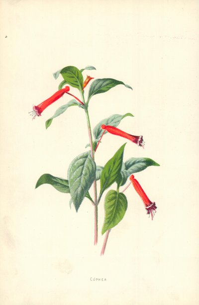 クフェア 作： Frederick Edward Hulme