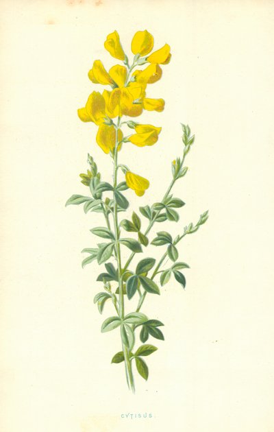 Cytisus 作： Frederick Edward Hulme