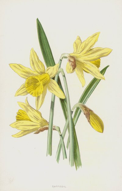 水仙（クロモリト） 作： Frederick Edward Hulme