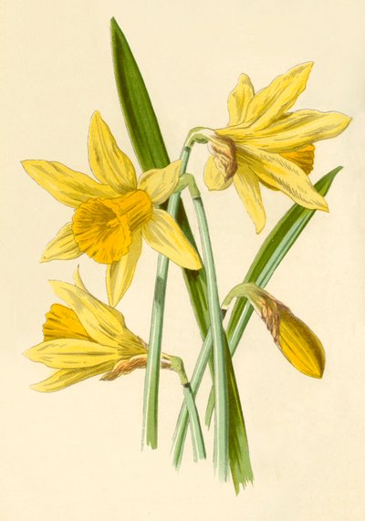 水仙、1877。 作： Frederick Edward Hulme