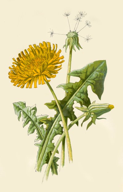 タンポポ、1877年。 作： Frederick Edward Hulme