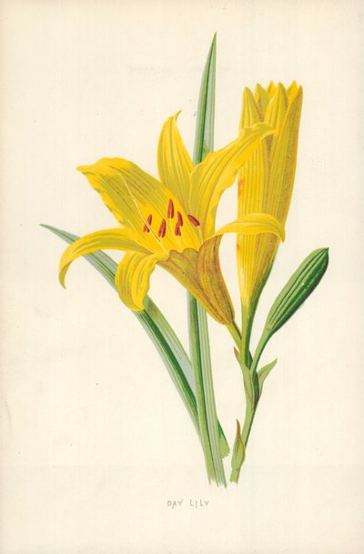 デイリリー 作： Frederick Edward Hulme
