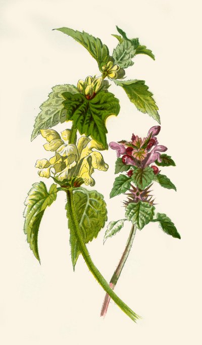 Dead-Nettle-Red＆White、1877。 作： Frederick Edward Hulme