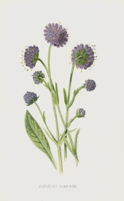 Devils-Bit Scabious（chromolitho） 作： Frederick Edward Hulme