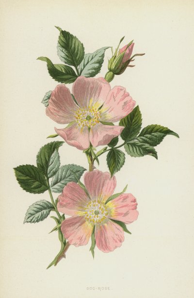 Dog-Rose（クロモリト） 作： Frederick Edward Hulme