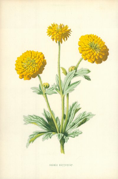 ダブルバターカップ 作： Frederick Edward Hulme