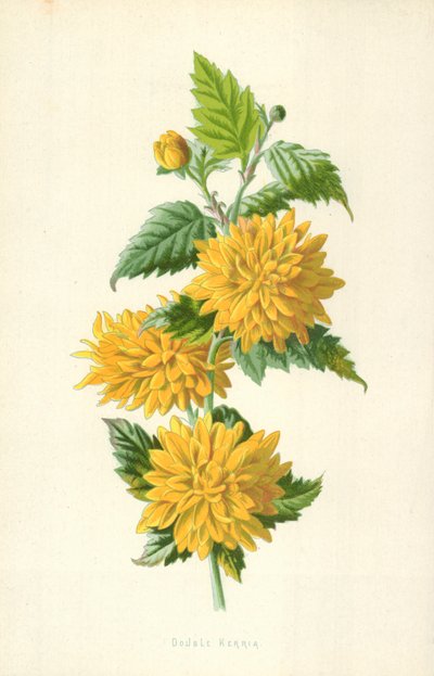 ダブルケリア 作： Frederick Edward Hulme