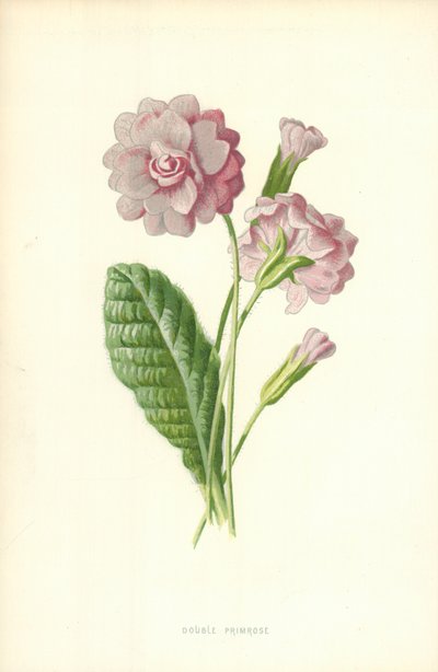 ダブルプリムローズ 作： Frederick Edward Hulme