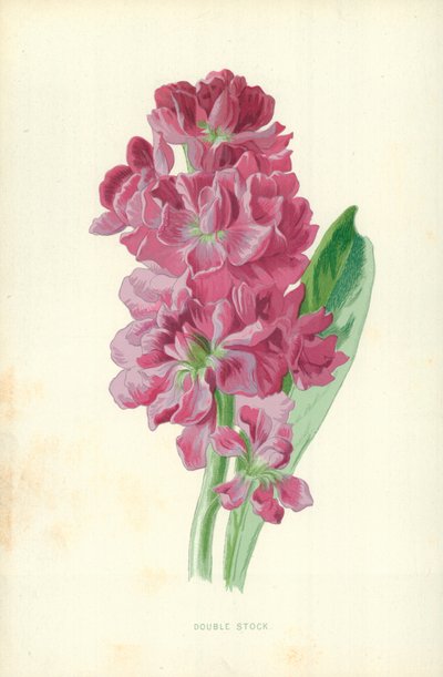 ダブルストック 作： Frederick Edward Hulme