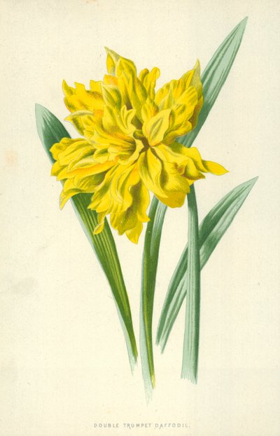 ダブルトランペット水仙 作： Frederick Edward Hulme