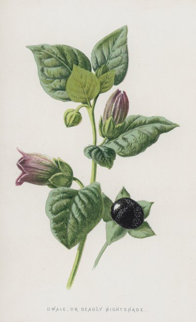 Dwale、またはDeadly Nightshade（chromolitho） 作： Frederick Edward Hulme
