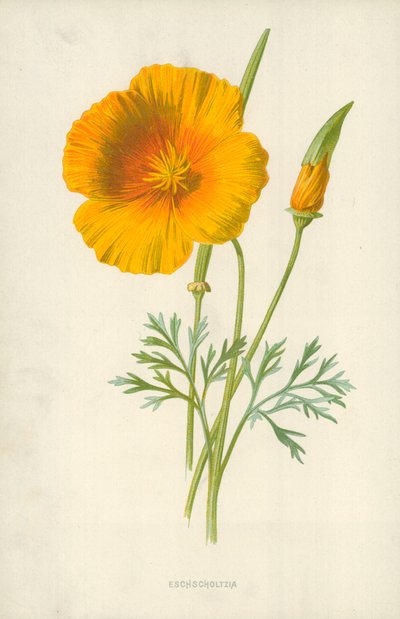 エシュコルツィア 作： Frederick Edward Hulme