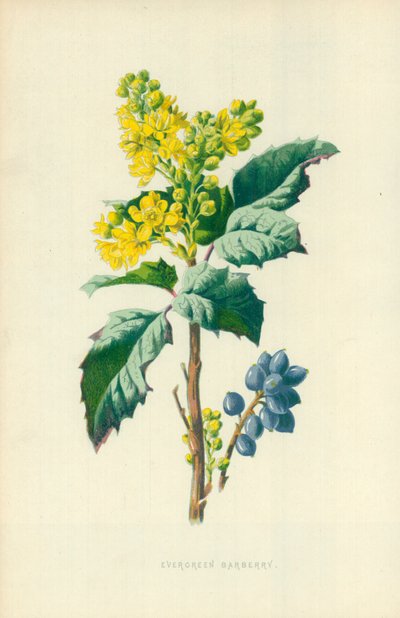 常緑メギ 作： Frederick Edward Hulme