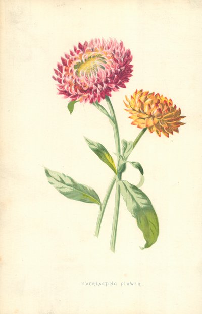 永遠の花 作： Frederick Edward Hulme