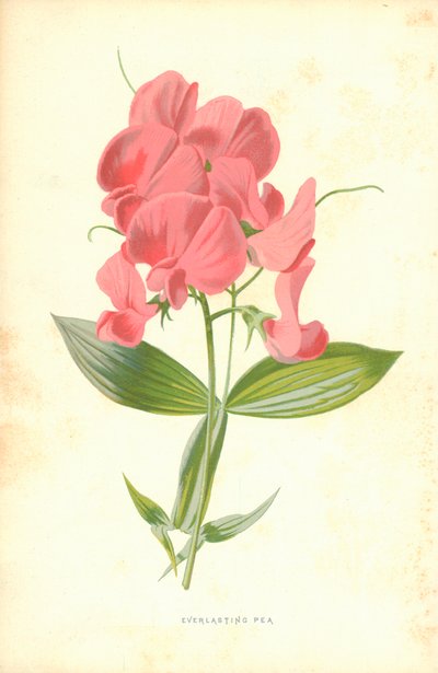 永遠のエンドウ 作： Frederick Edward Hulme