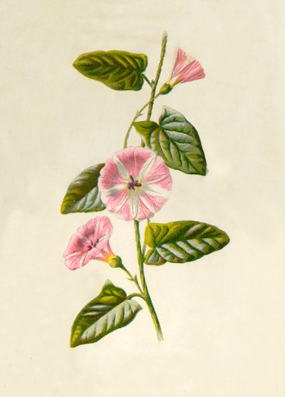 フィールドコンボルブルス、1877年。 作： Frederick Edward Hulme