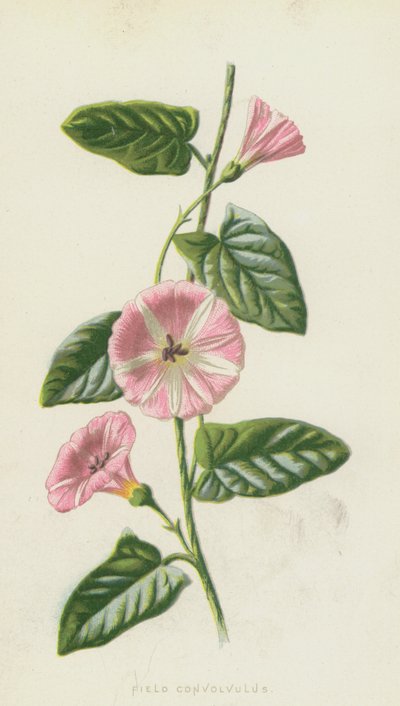 フィールドコンボルブルス（クロモリト） 作： Frederick Edward Hulme