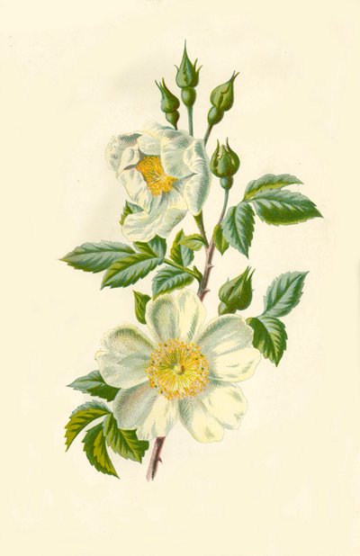 フィールドローズ、1877年。 作： Frederick Edward Hulme