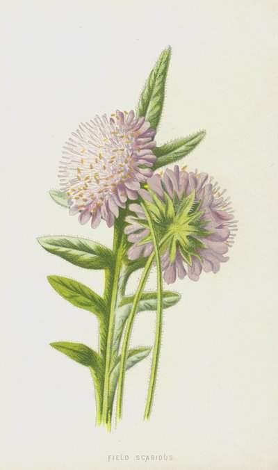 疥癬（chromolitho） 作： Frederick Edward Hulme