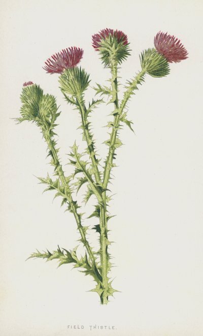 フィールドアザミ（クロモリト） 作： Frederick Edward Hulme
