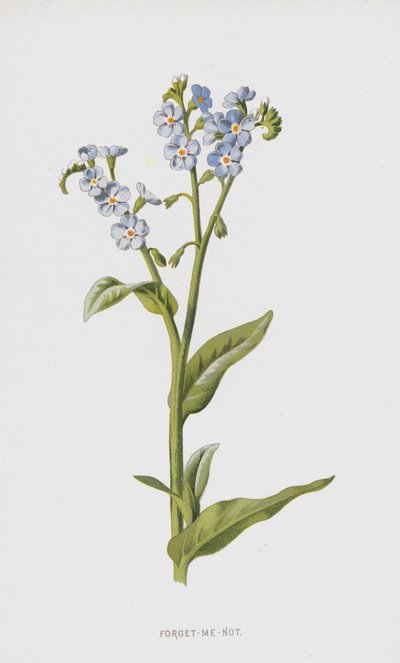 忘れな草（クロモリト） 作： Frederick Edward Hulme