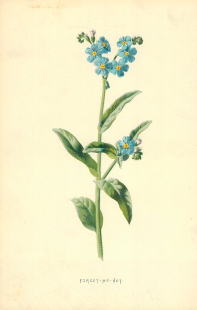 忘れな草 作： Frederick Edward Hulme