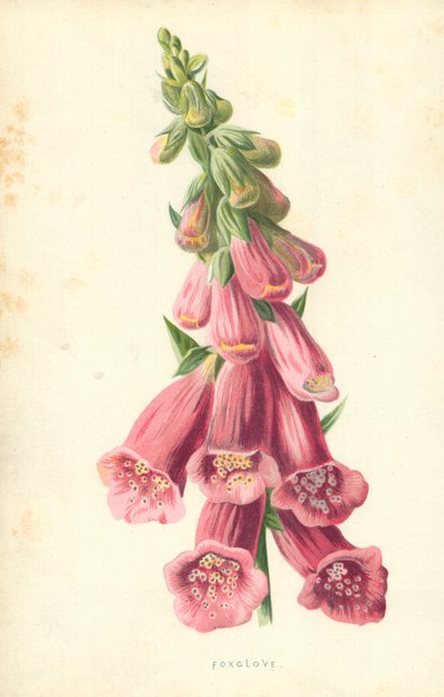 キツネノテブクロ 作： Frederick Edward Hulme