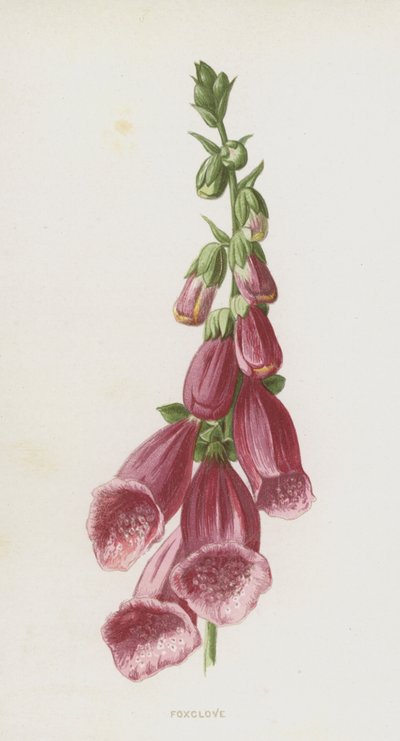 キツネノテブクロ（クロモリト） 作： Frederick Edward Hulme