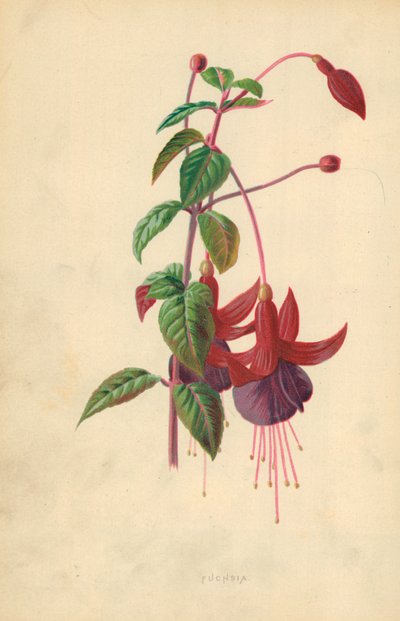 フクシア 作： Frederick Edward Hulme