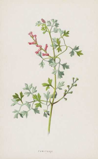Fumitory（chromolitho） 作： Frederick Edward Hulme