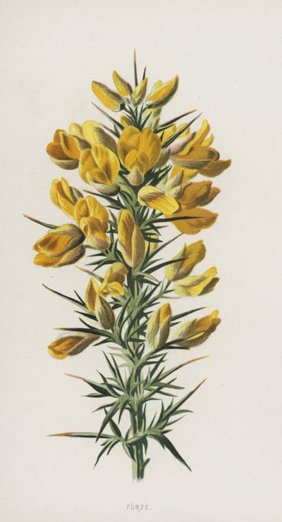 ファーゼ（クロモリト） 作： Frederick Edward Hulme