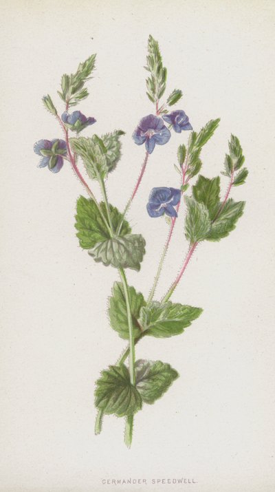 ジャーマンダースピードウェル（クロモリト） 作： Frederick Edward Hulme