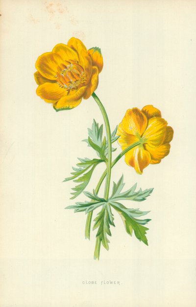 グローブフラワー 作： Frederick Edward Hulme