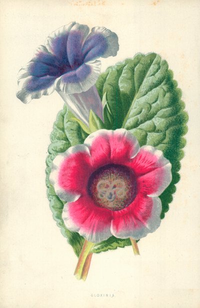 グロキシニア 作： Frederick Edward Hulme